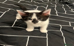 Mixed Breed cats for sale: Mixed breed kittens  - Image 10