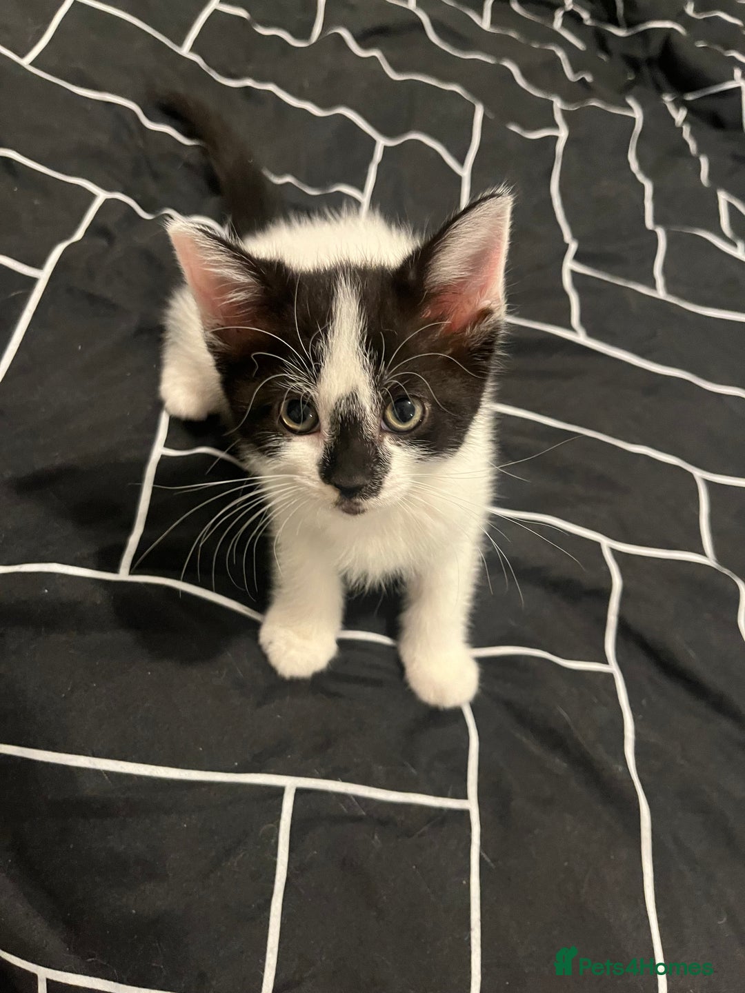 Mixed Breed cats for sale: Mixed breed kittens  - Image 10