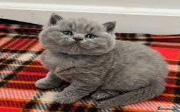 British Shorthair cats for sale: Beautiful British shorthair kittens - Image 3