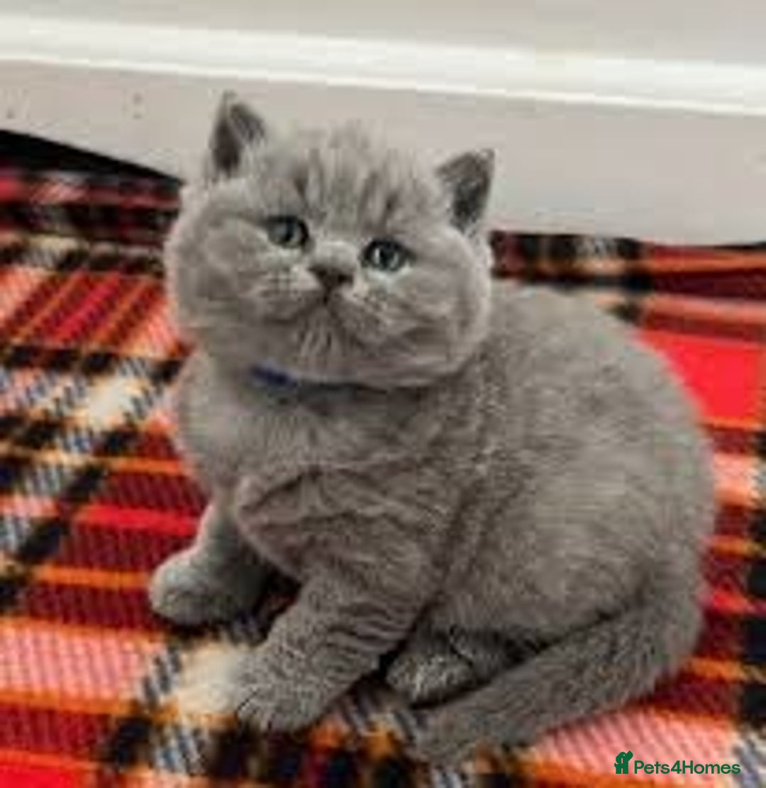 British Shorthair cats for sale: Beautiful British shorthair kittens - Image 3