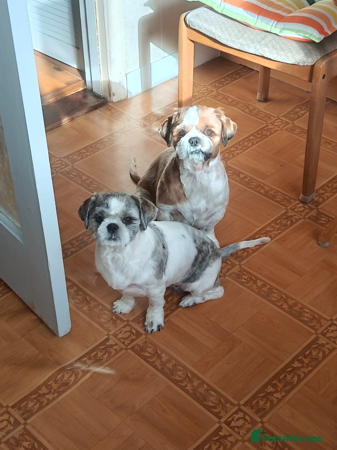 Shih Tzu dogs for sale: Shih tzu girl - Image 2