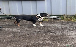 Olde English Bulldogge dogs for sale: Beautiful Litter OLDE ENGLISH BULLDOG  - Image 2