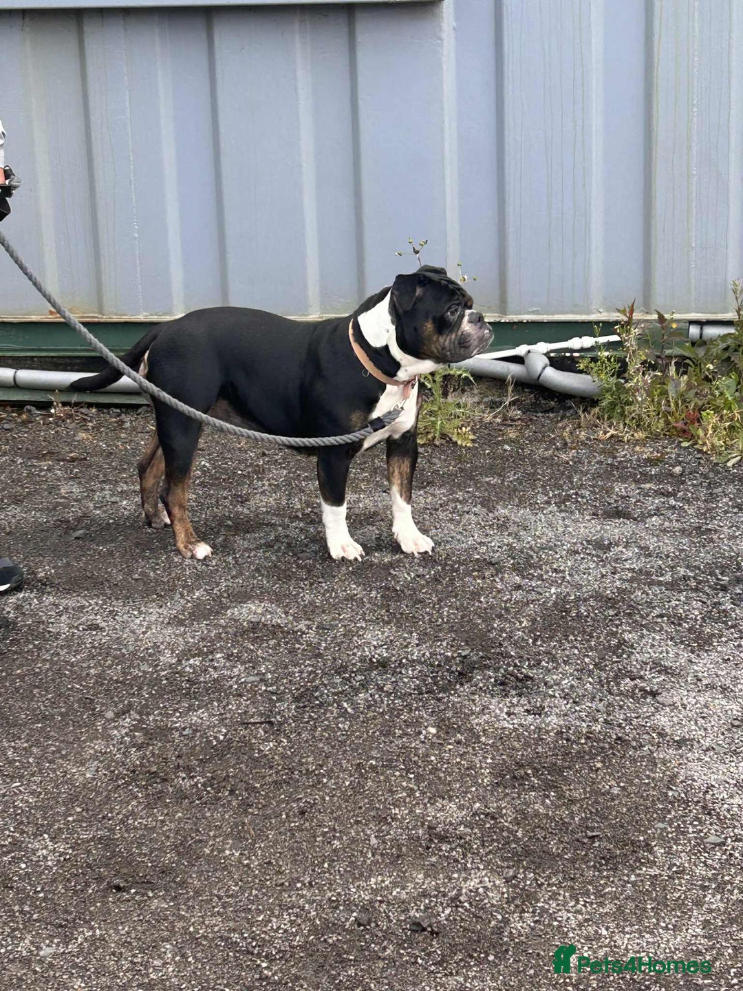 Olde English Bulldogge dogs for sale: Beautiful Litter OLDE ENGLISH BULLDOG  - Image 2