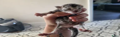 Maine Coon 2