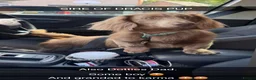 Miniature Dachshund dogs for sale: TRUE miniature dachsaund in Leicester - Advert 35