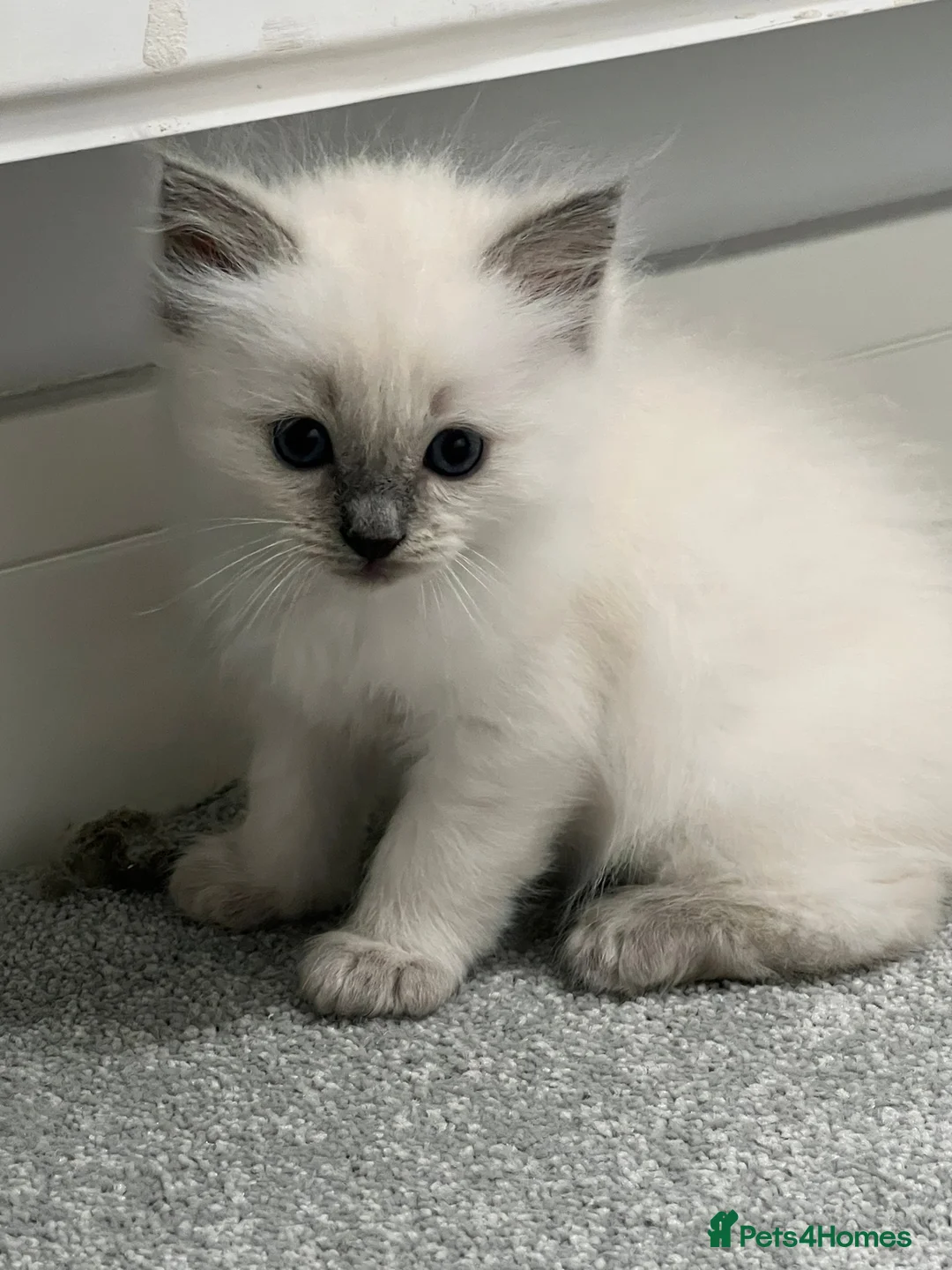 Ragdoll cats for stud: PEDIGREE Active PROVEN Ragdoll LARGE Stud !  in Wakefield - Advert 7