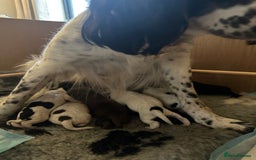 Sprocker dogs for sale: SPROCKER PUPPIES FOR SALE - Image 15
