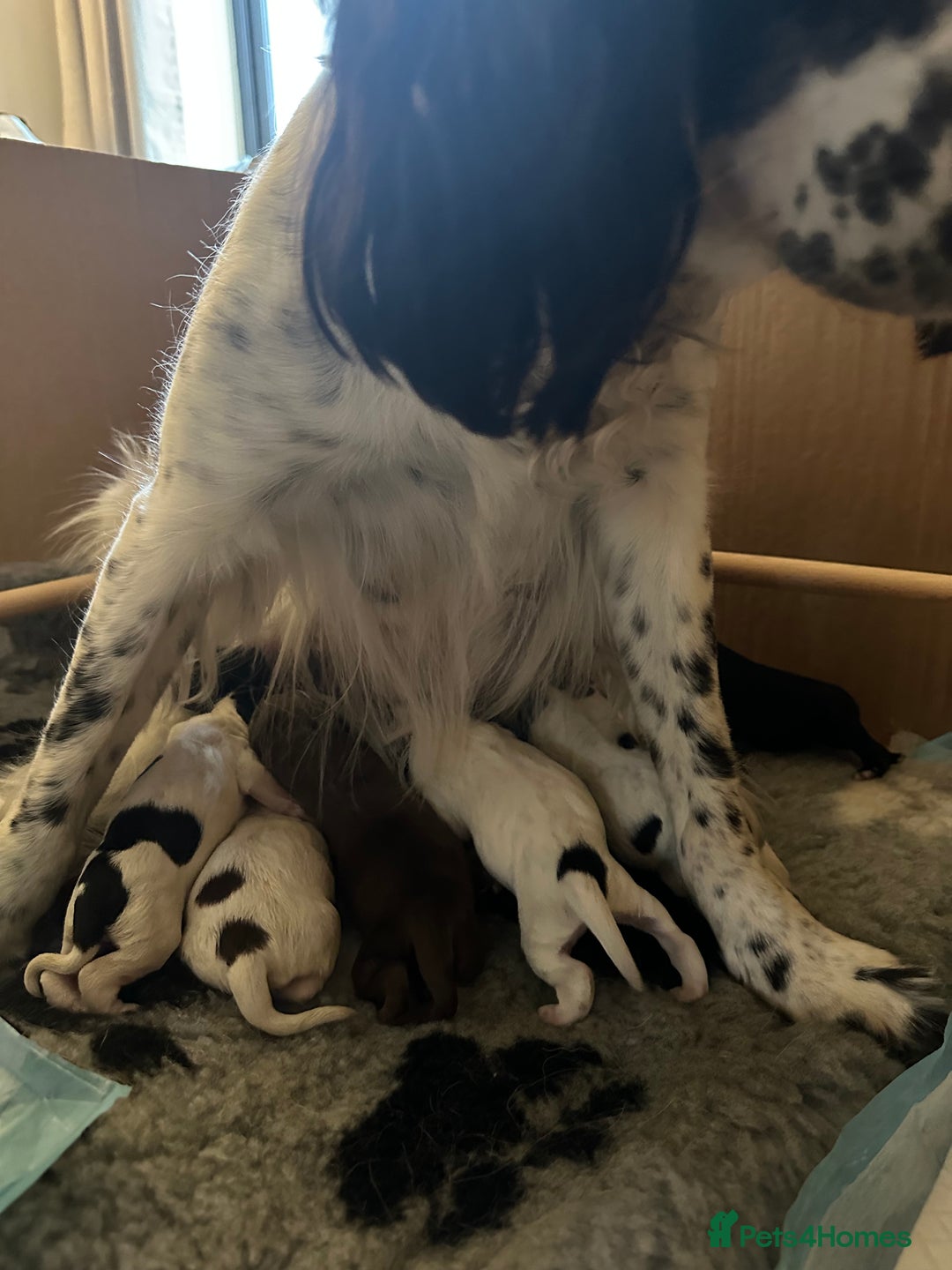 Sprocker dogs for sale: SPROCKER PUPPIES FOR SALE - Image 15