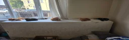 Maine Coon cats for sale: Vilma - Advert 11