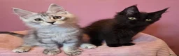 Maine Coon cats for sale: Tica Reg REDUCED mainecoon kittens READY NOW - Advert 5