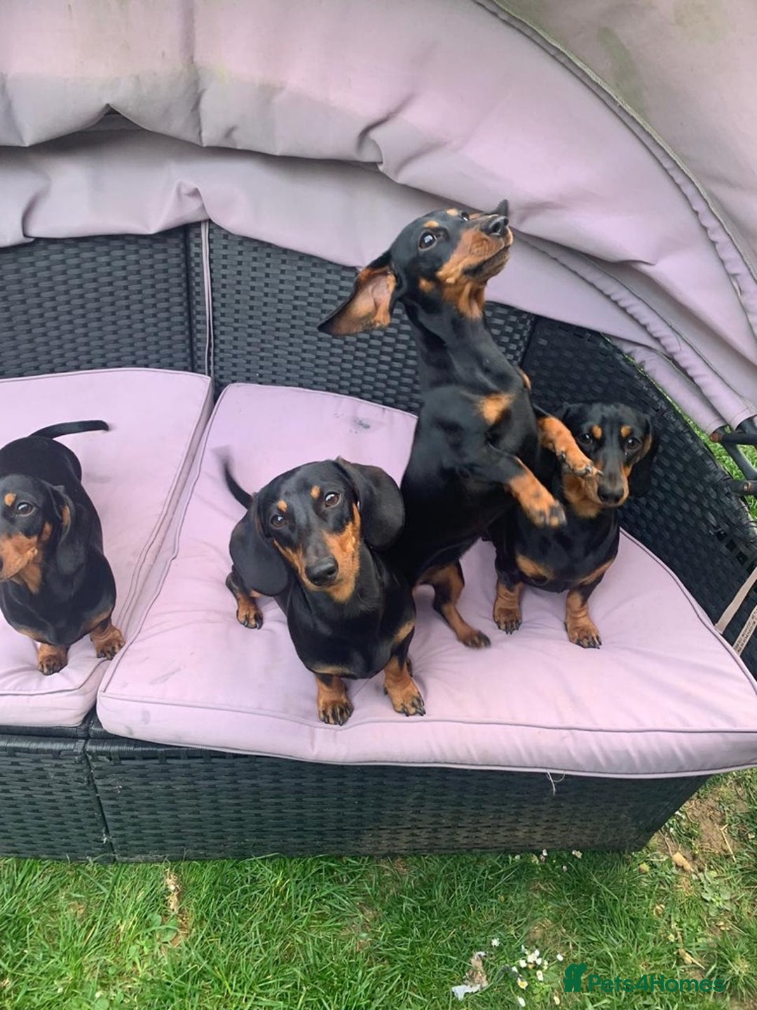 Miniature Dachshund dogs for sale: Black-and-Tan Mini Dachshunds—Homes Needed Urgent - Advert 8