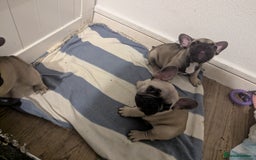 French Bulldog dogs for sale: French Bulldog Puppies  - Image 13