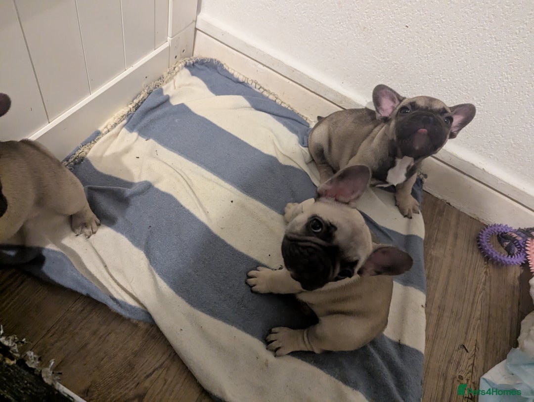 French Bulldog dogs for sale: French Bulldog Puppies  - Image 13