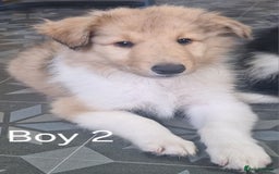 Mixed Breed dogs for sale: Beautiful three quarter Rough collie puppies  - Image 12
