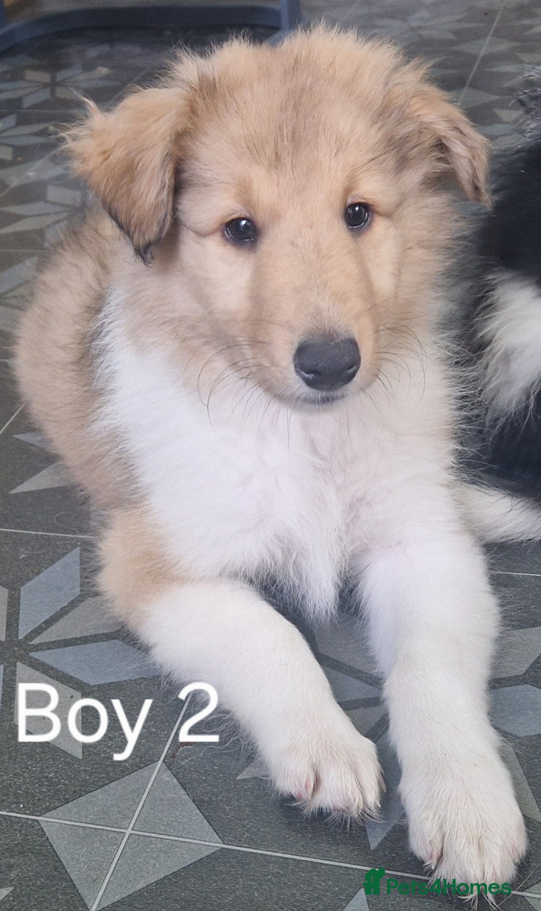 Mixed Breed dogs for sale: Beautiful three quarter Rough collie puppies  - Image 12