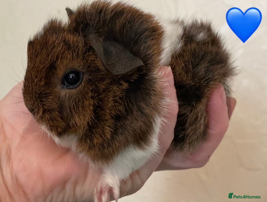 Guinea Pig rodents Gorgeous baby Guinea pigs - Advert 1