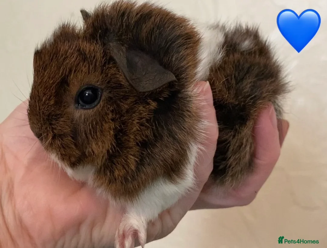 Guinea Pig rodents for sale: Gorgeous baby Guinea pigs - Advert 1