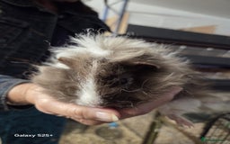 Guinea Pig rodents for sale: Lunkarya Guinea Pig Babies - Image 10