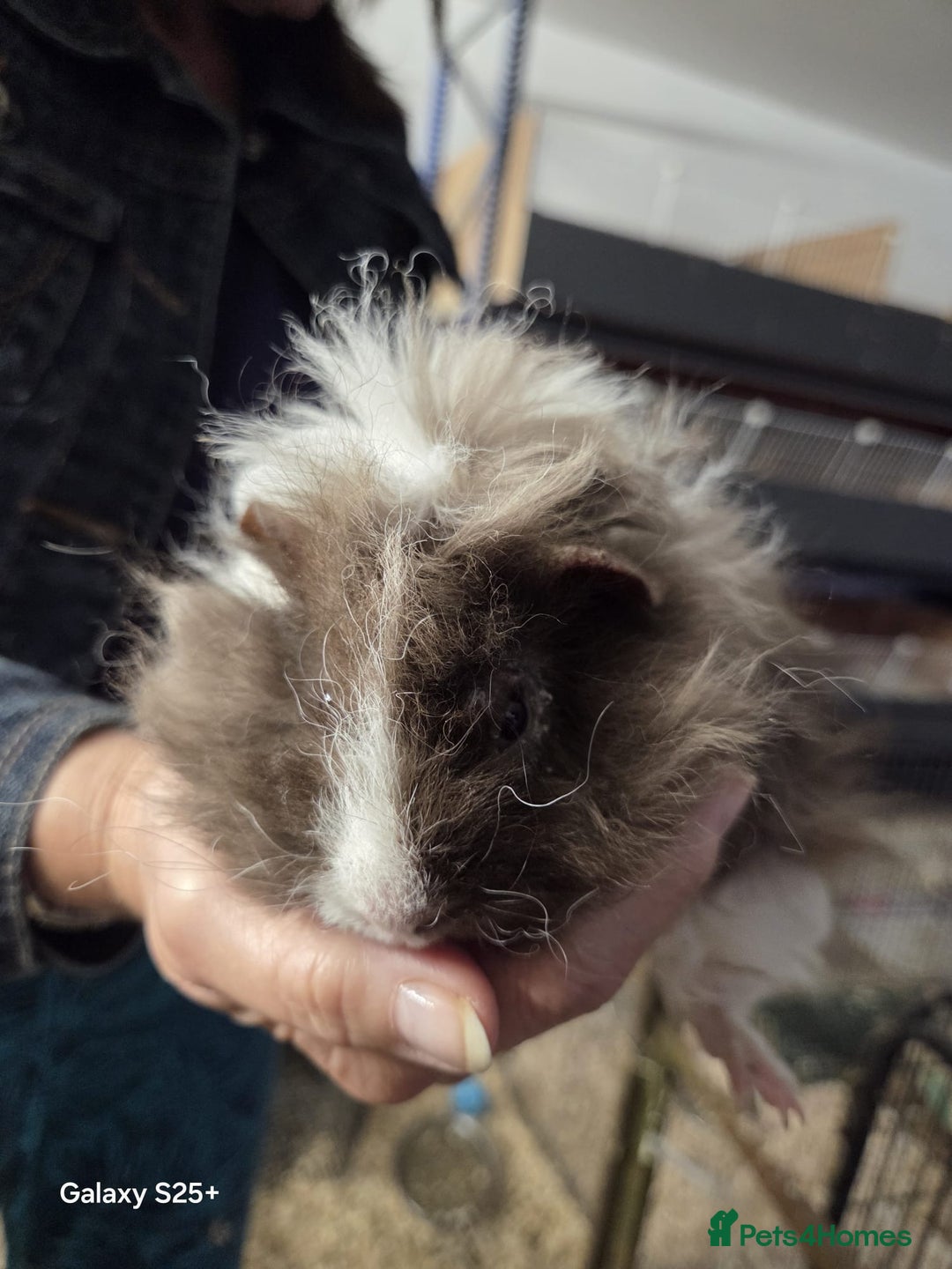 Guinea Pig rodents for sale: Lunkarya Guinea Pig Babies - Image 10