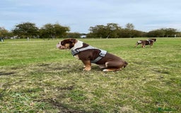English Bulldog dogs for sale: English bulldog puppies due September 1st - Image 4