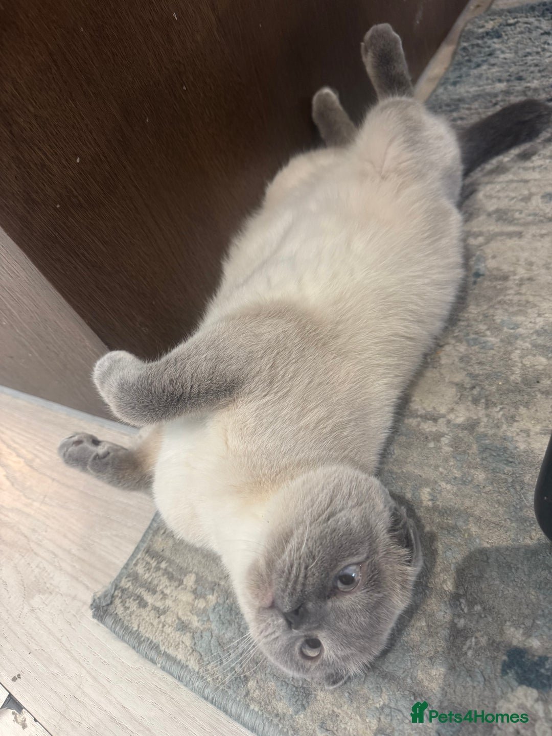 Scottish Fold cats for sale: Scottish fold and straight kitten - Image 17