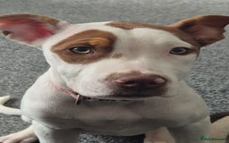 American Bulldog dogs for sale: American Bulldog Puppies - Image 5