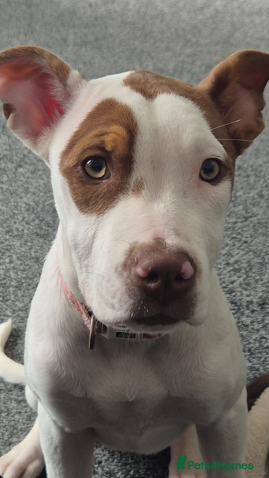 American Bulldog dogs for sale: American Bulldog Puppies - Image 5