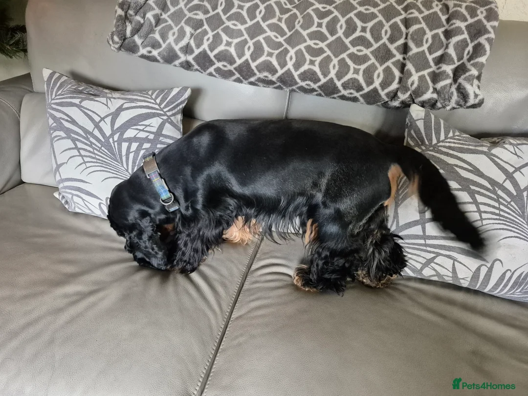 Cocker Spaniel dogs for stud: Show cocker spaniel stud in Brentwood - Advert 5