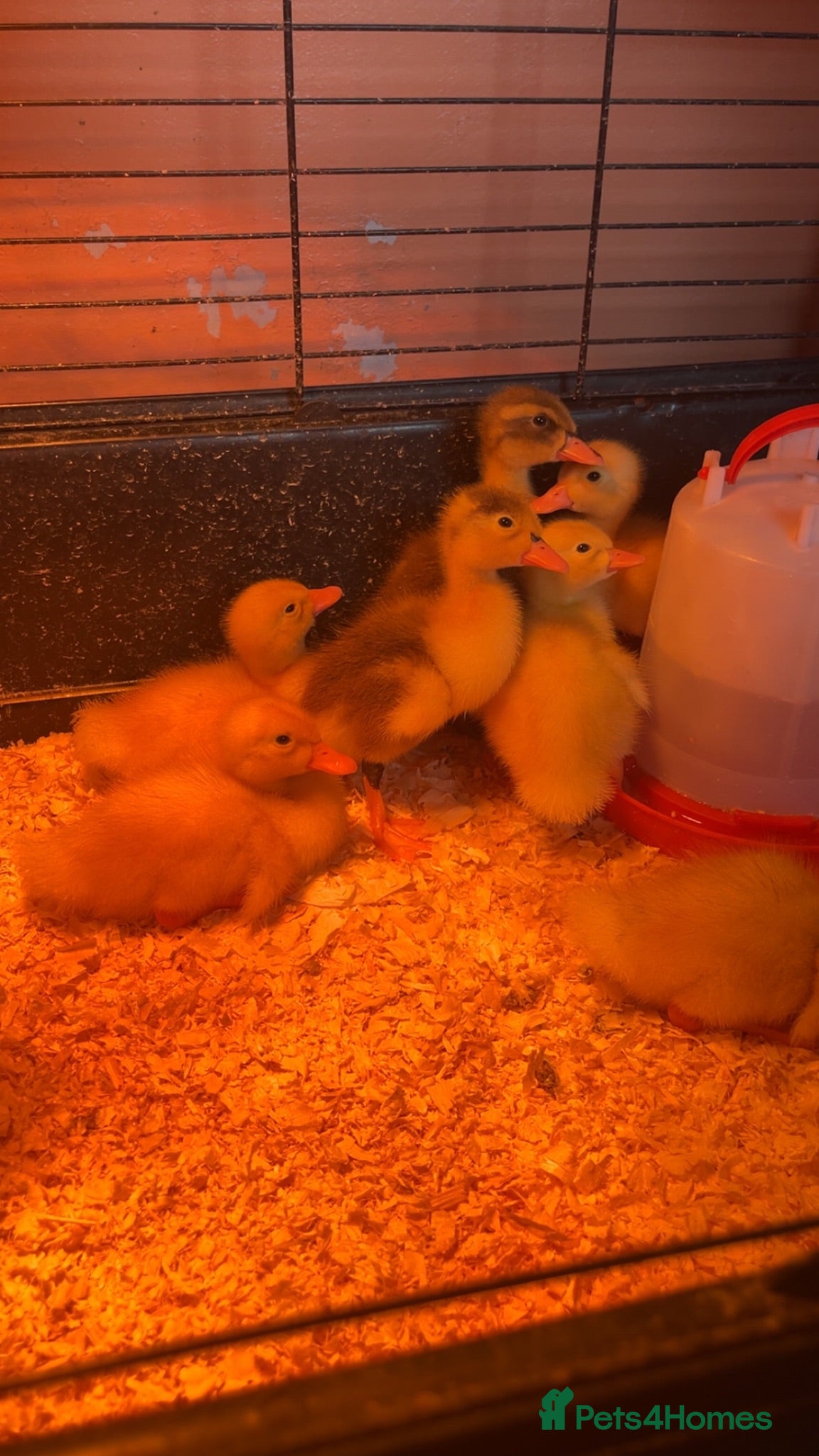 Ducks poultry Alsebury/Runner ducklings - Advert 1