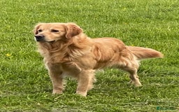 Golden Retriever dogs for stud: Golden Retriever Stud Dog Dual Purpose  - Image 4