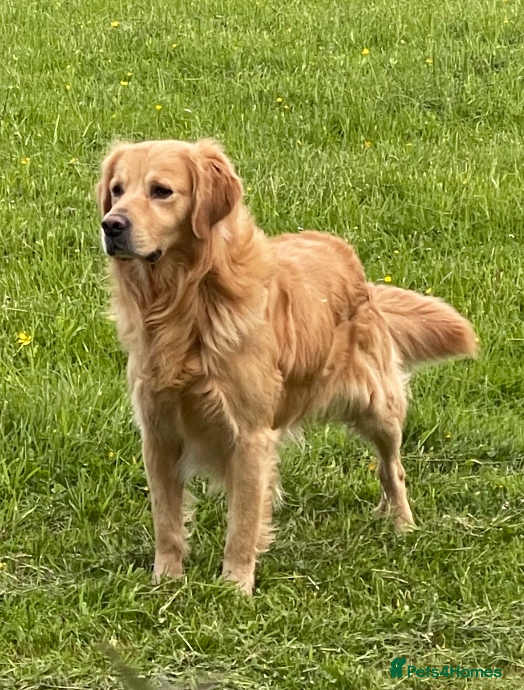 Golden Retriever dogs for stud: Golden Retriever Stud Dog Dual Purpose  - Image 4