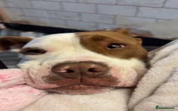 Mixed Breed dogs for sale: Reggie - Image 11