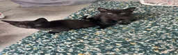 Mixed Breed cats for sale: Kittens for sale in Milton Keynes - Advert 8