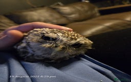 Mixed Breed birds for sale: Little owl  - Image 2
