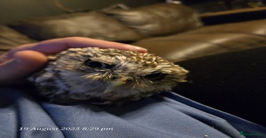 Mixed Breed birds - Advert 4
