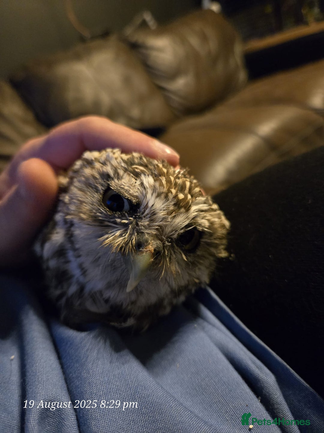 Mixed Breed birds for sale: Little owl  - Image 2