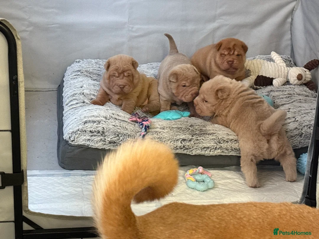 Shar Pei dogs for sale: ✨🐾 Cream Bear Coat Shar Pei Girl Available 🐾✨ - Advert 12
