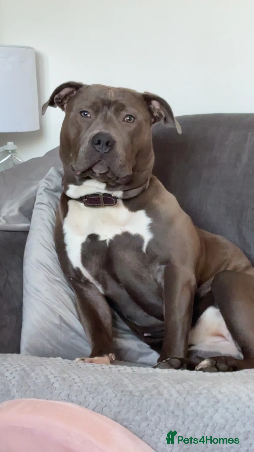 American Bull Staffy dogs for sale: Lady  in Carlisle - Advert 2