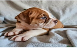 Alapaha Blue Blood Bulldog dogs for sale: IABBR. Health tested. Top lines.  - Advert 8