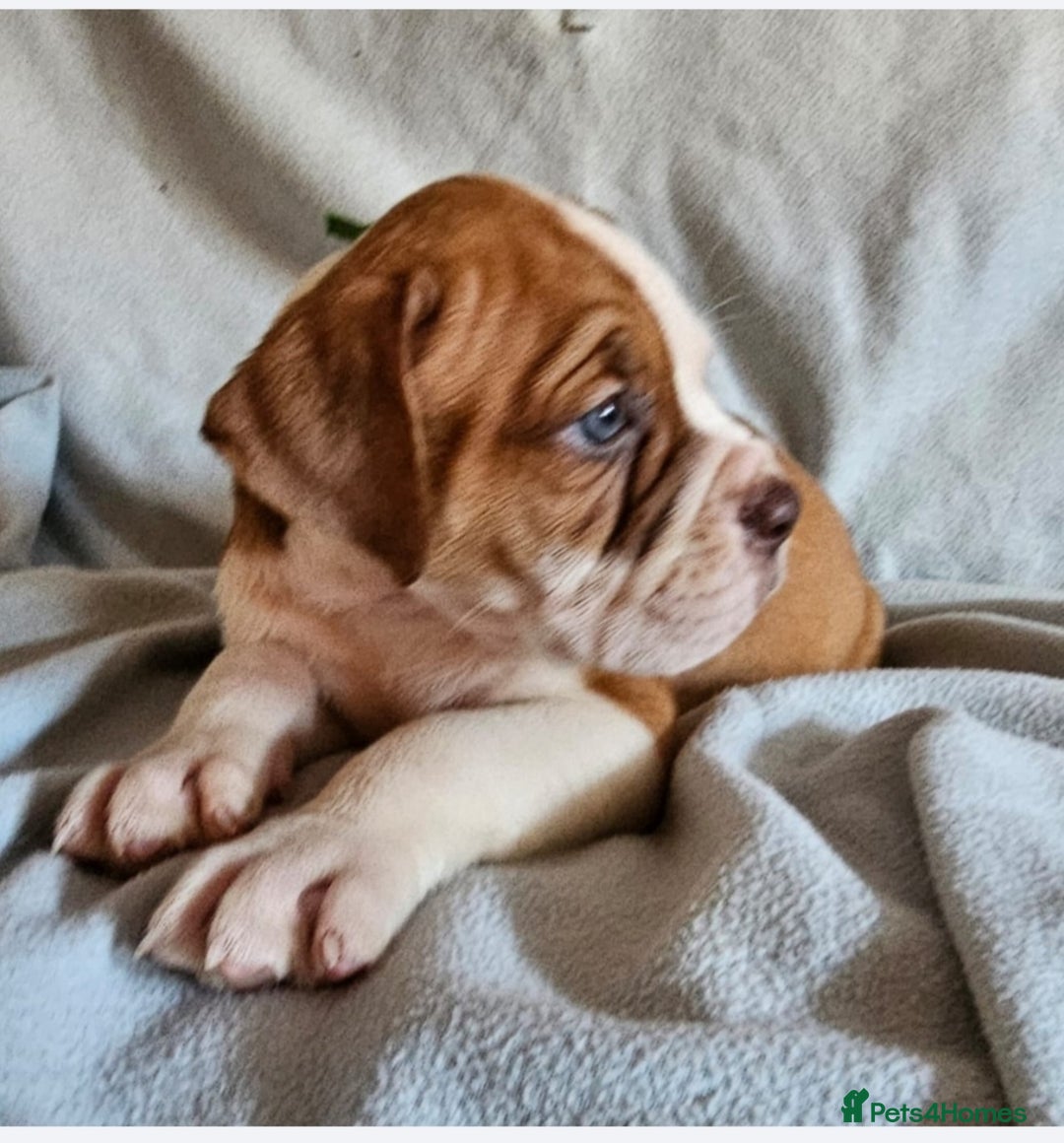 Alapaha Blue Blood Bulldog dogs for sale: IABBR. Health tested. Top lines.  - Advert 8