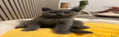 British Shorthair 3
