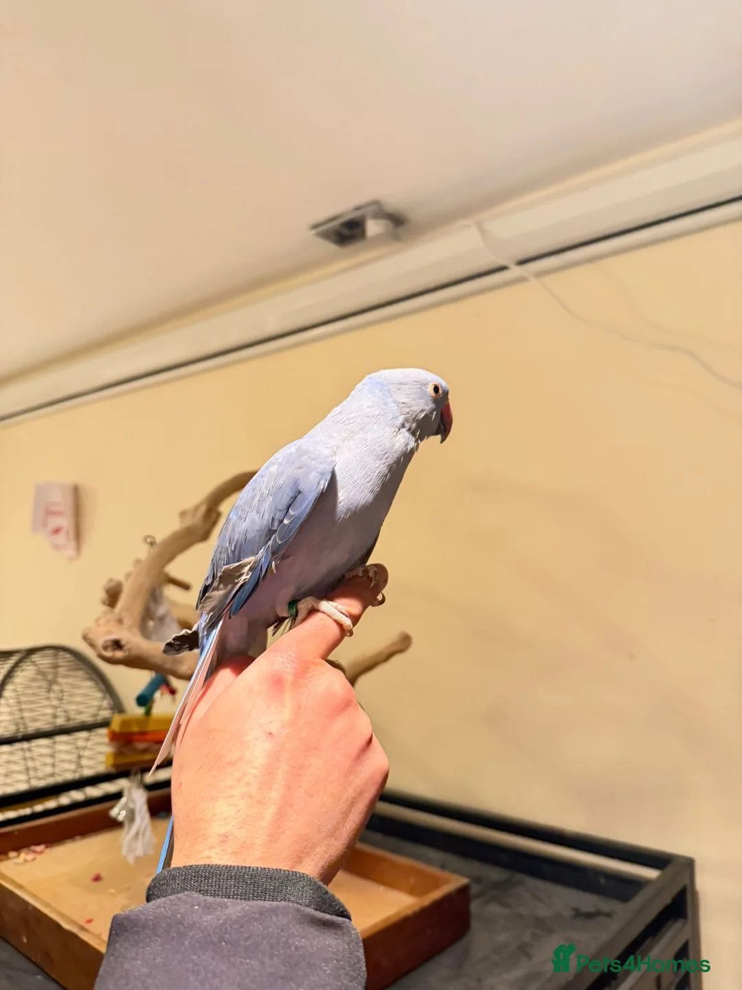 Budgerigars birds for sale: Violet Baby Ringneck! - Advert 4