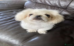 Pekingese dogs for sale: Pekingese Puppies in Blairgowrie - Image 10