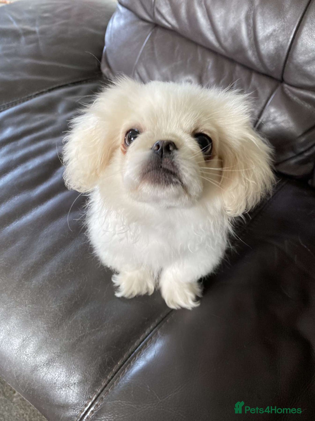 Pekingese dogs for sale: Pekingese Puppies in Blairgowrie - Image 10