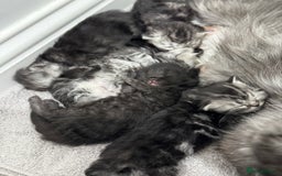 Persian cats for sale: Pure persian kittens - Advert 1