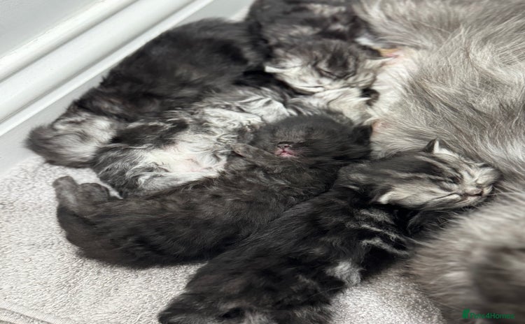 Persian cats Pure persian kittens - Advert 6