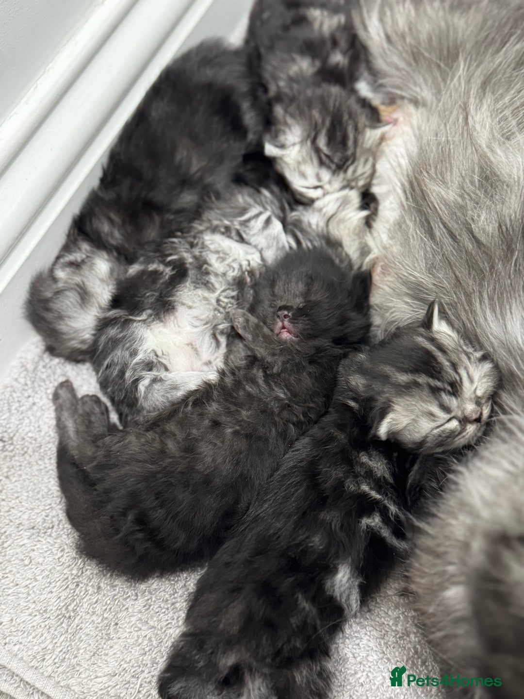 Persian cats for sale: Pure persian kittens - Advert 1