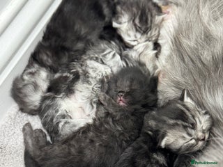 Persian cats Pure persian kittens - Advert 2