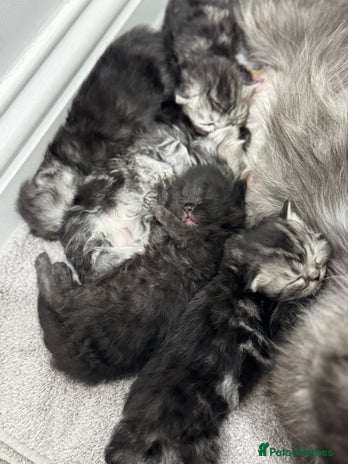 Persian cats Pure persian kittens - Advert 1