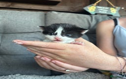 Mixed Breed cats for sale: Cute Kittens for sale! - Image 5